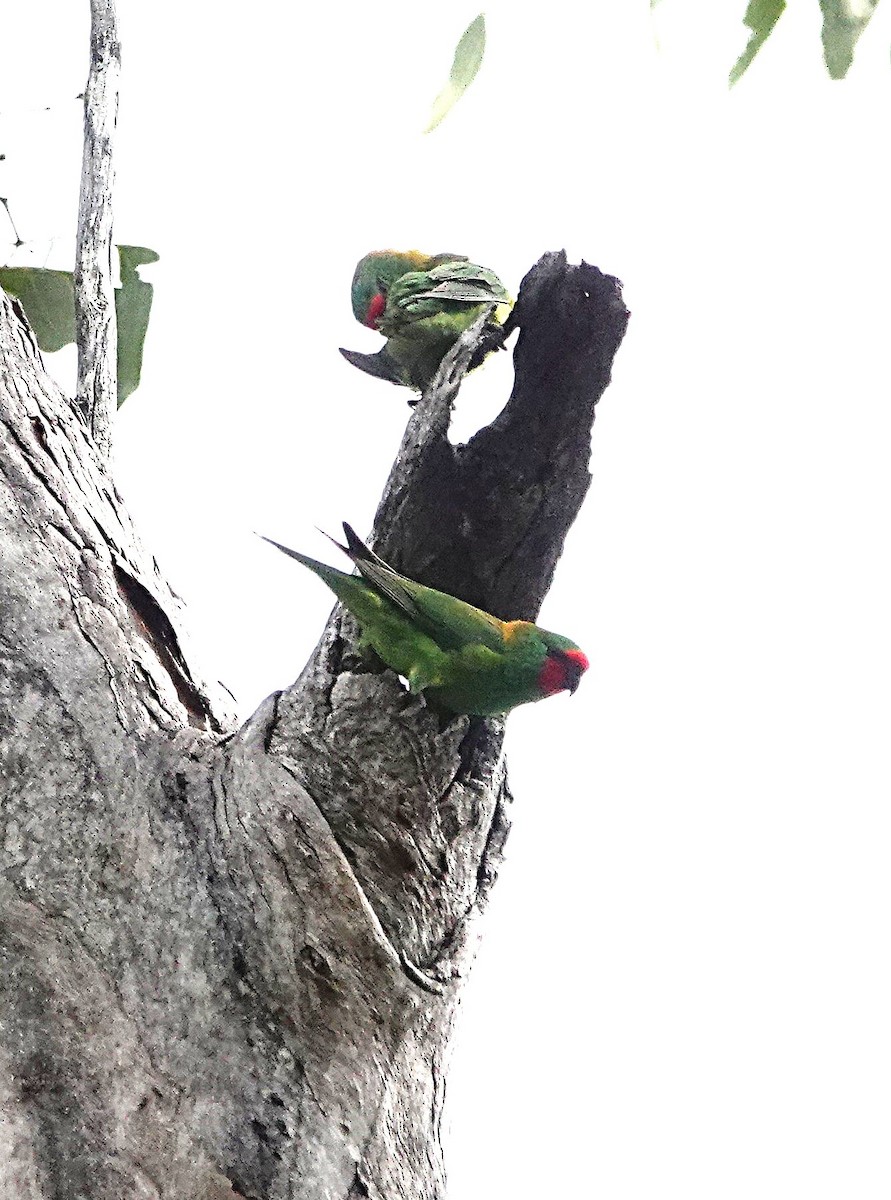 Little Lorikeet - ML639849179
