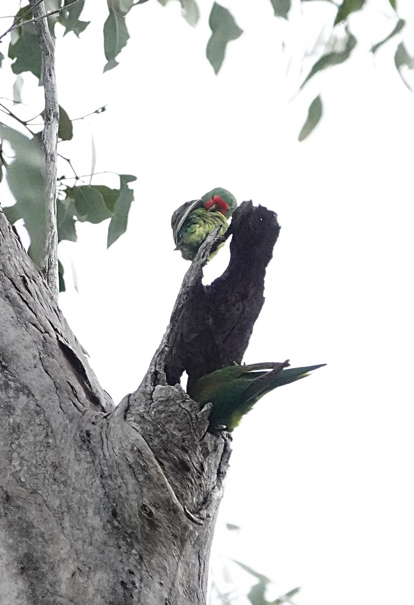 Little Lorikeet - ML639849180