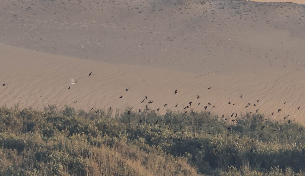 Red-winged Blackbird - ML639849201