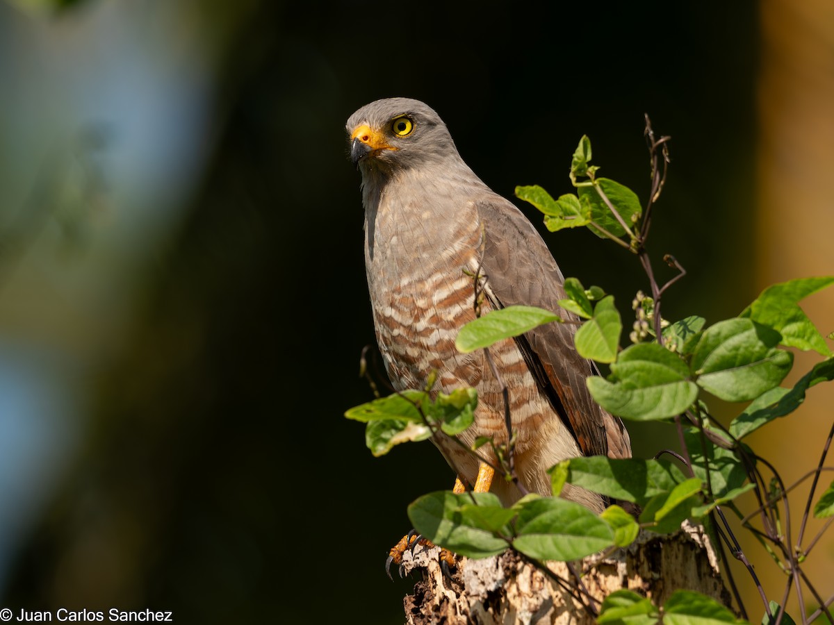 Roadside Hawk - ML639849228