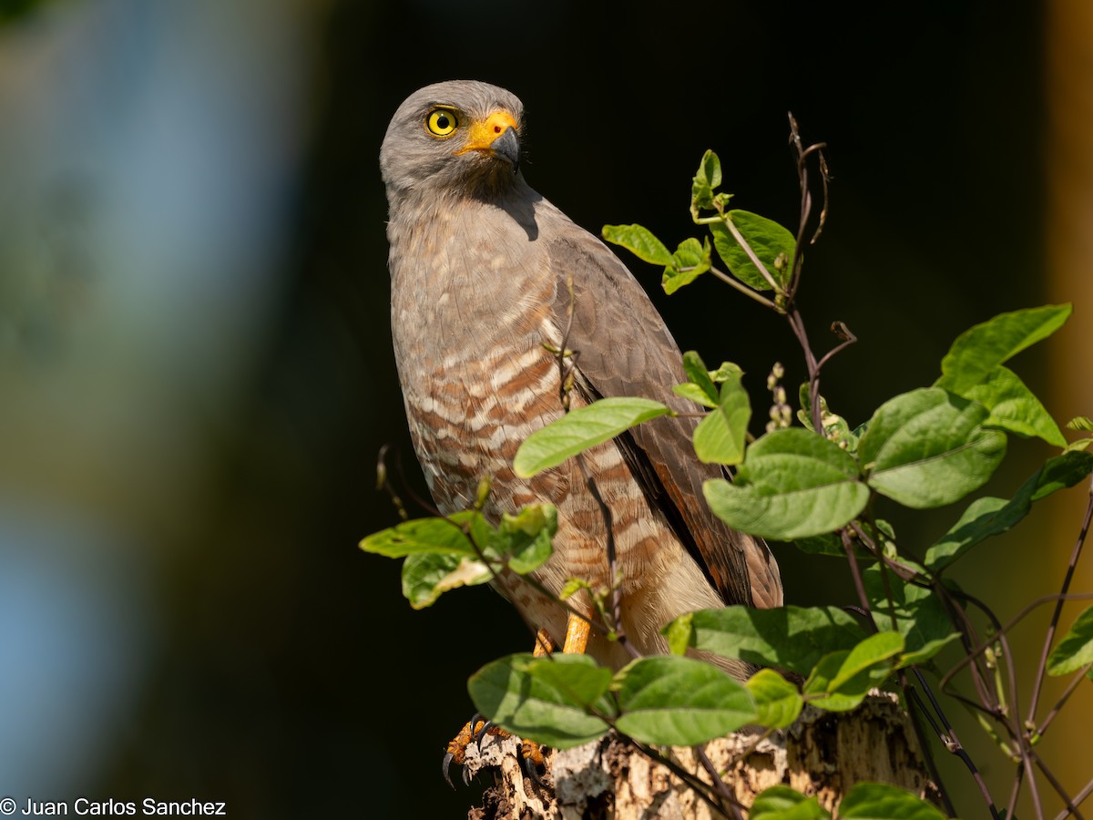 Roadside Hawk - ML639849229