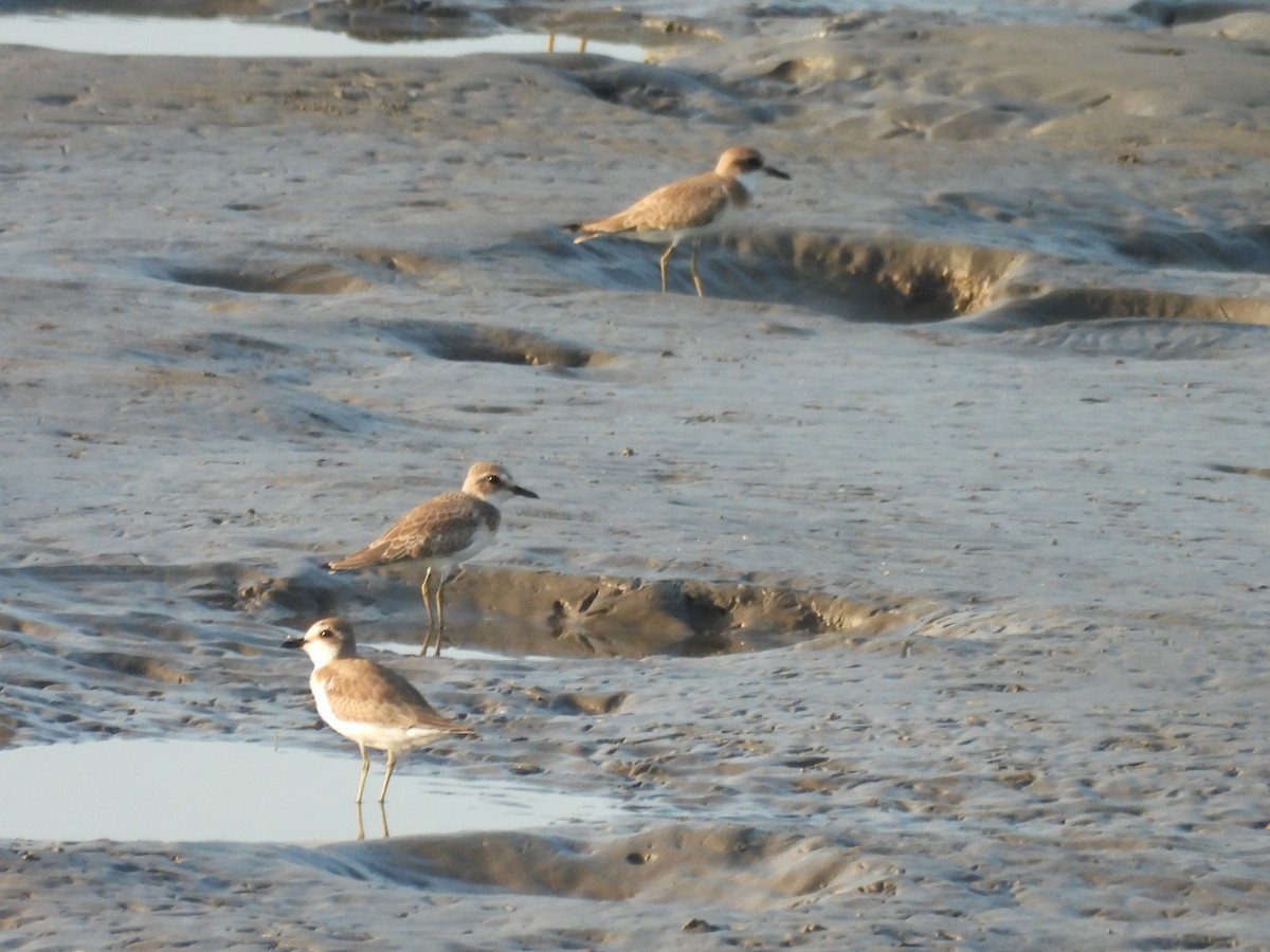 Greater Sand-Plover - ML639849287