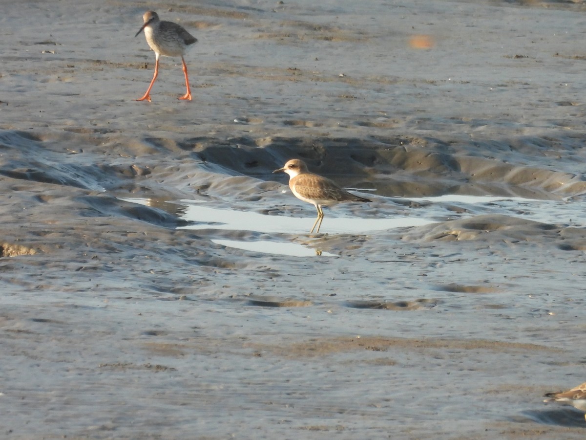 Greater Sand-Plover - ML639849289