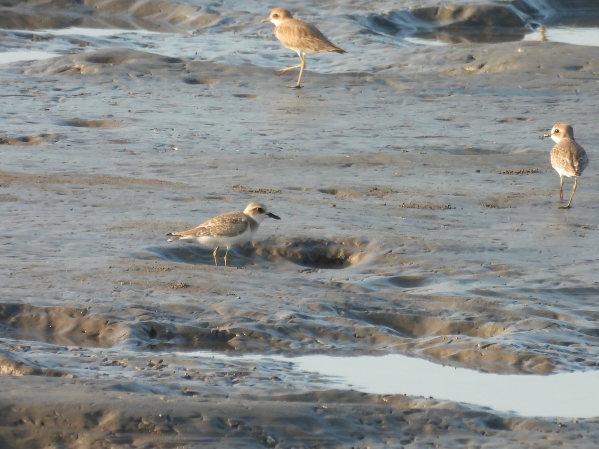 Greater Sand-Plover - ML639849290