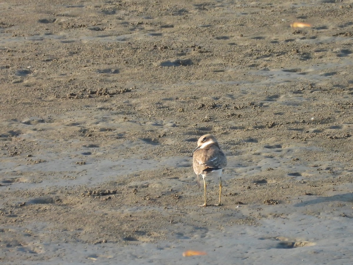 Greater Sand-Plover - ML639849291