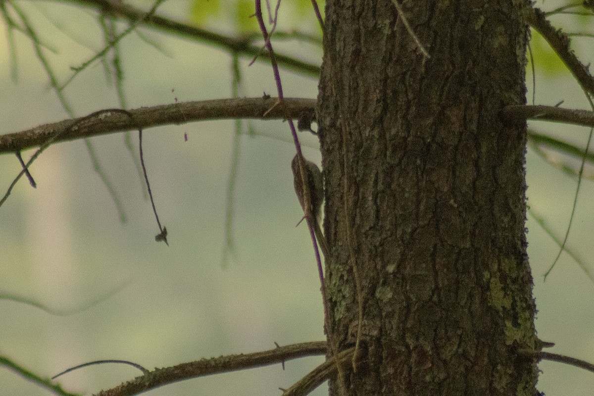 Brown Creeper - ML639849325
