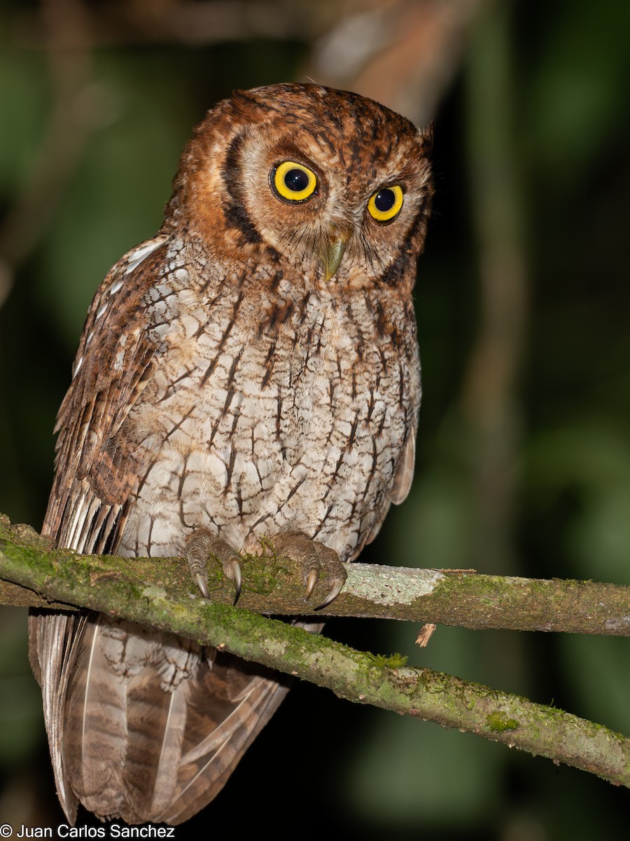 Petit-duc choliba - ML639849346