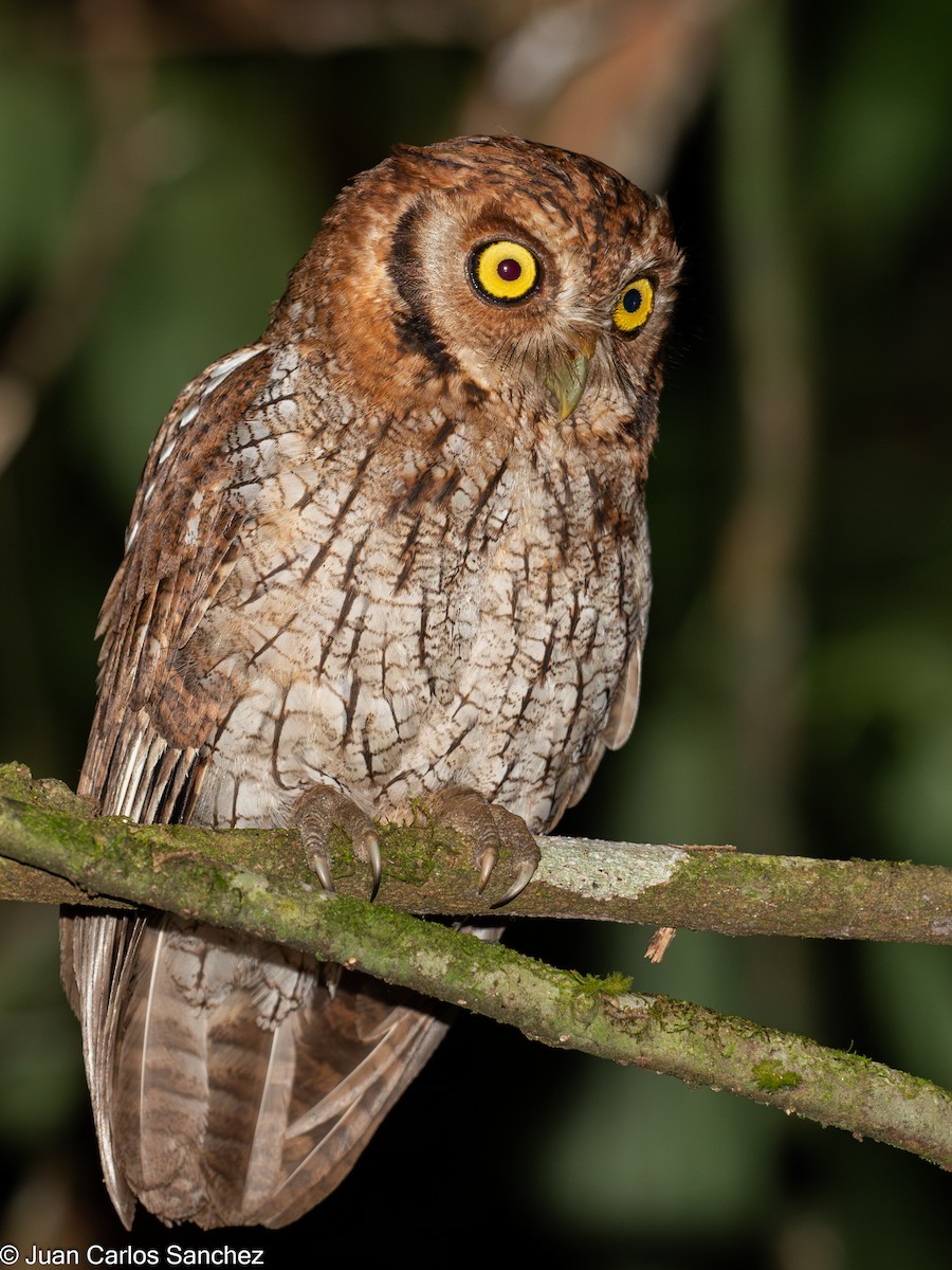 Petit-duc choliba - ML639849347