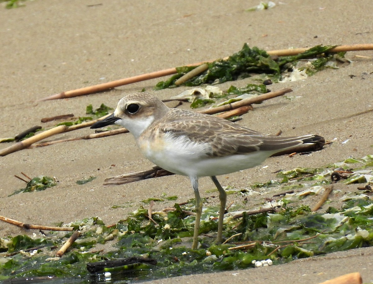 Greater Sand-Plover - ML639849363