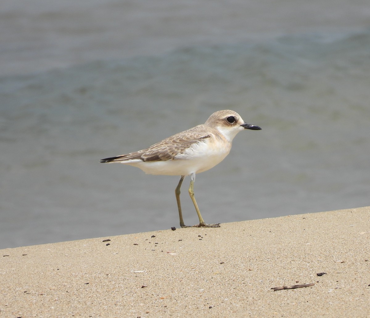Greater Sand-Plover - ML639849364
