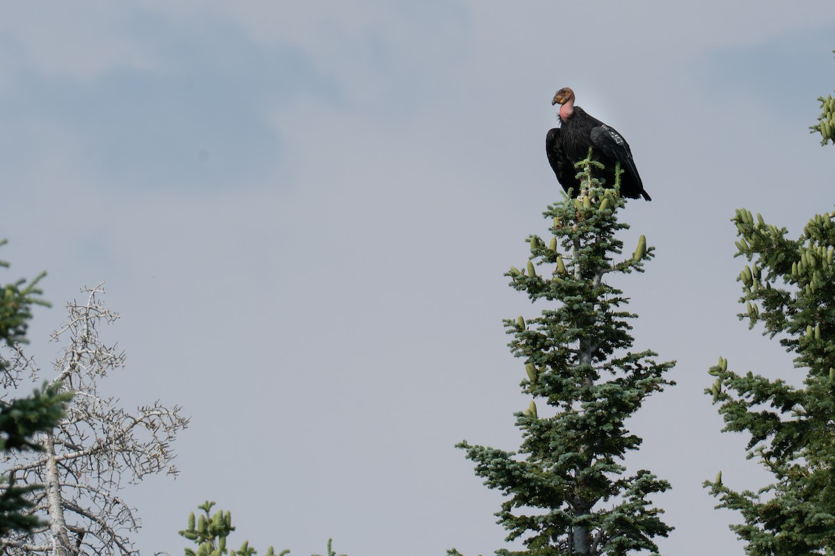 California Condor - ML639849498