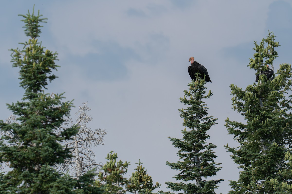 California Condor - ML639849499