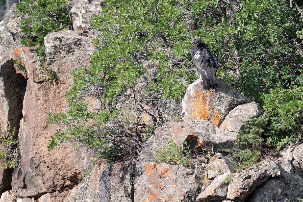 California Condor - ML639849500