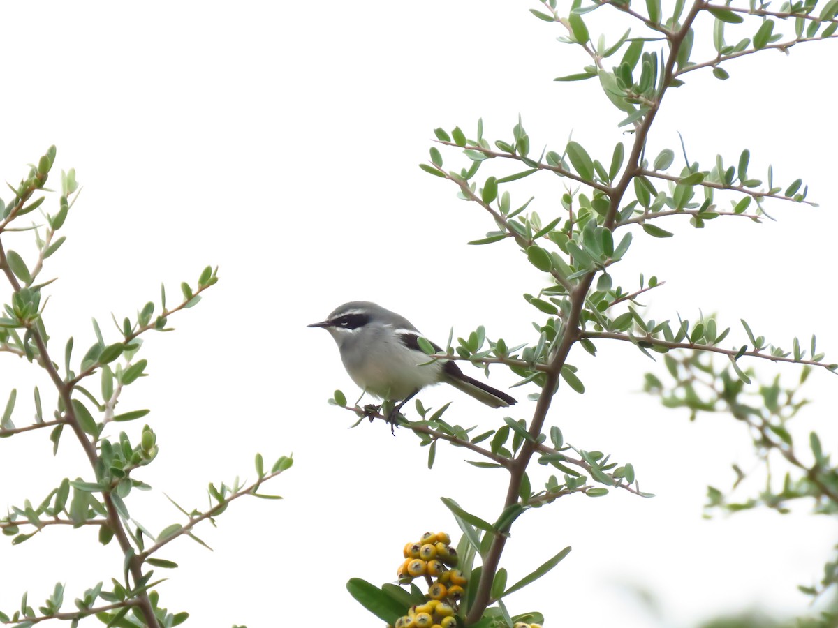 Fairy Flycatcher - ML639849535