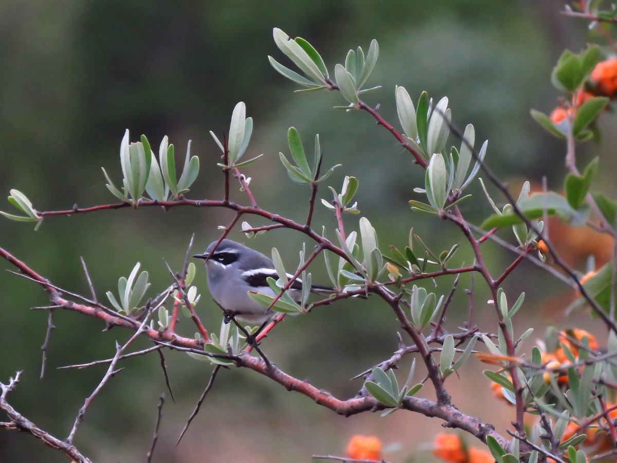 Fairy Flycatcher - ML639849536