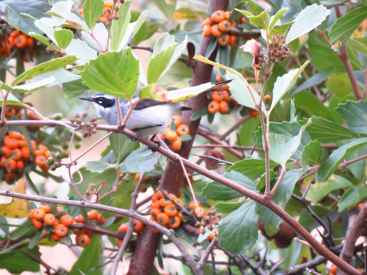 Fairy Flycatcher - ML639849537
