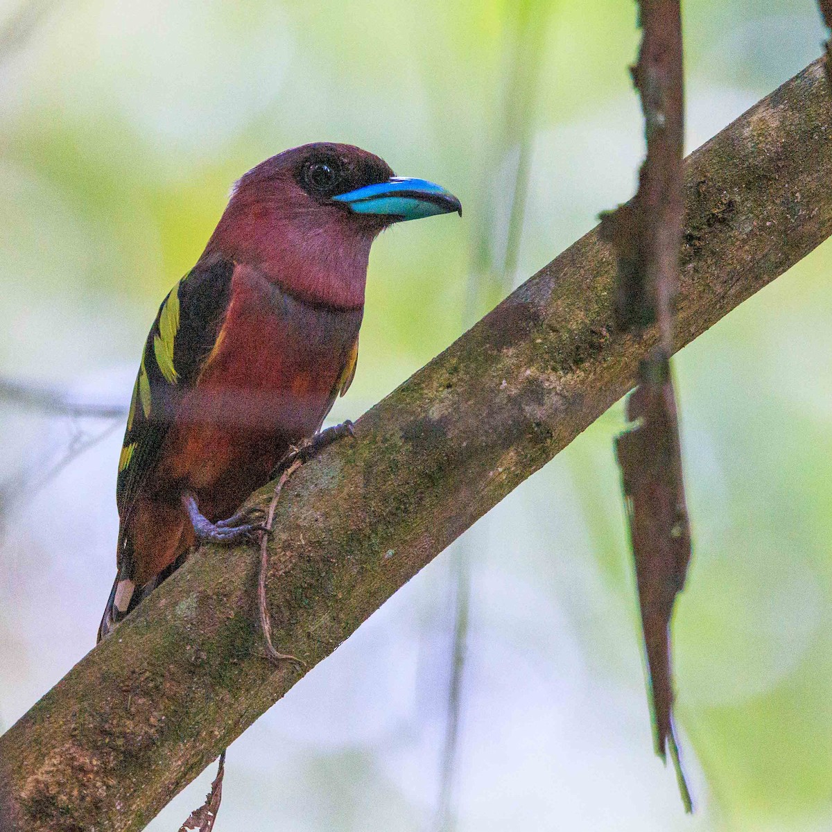 Banded Broadbill - ML639849580