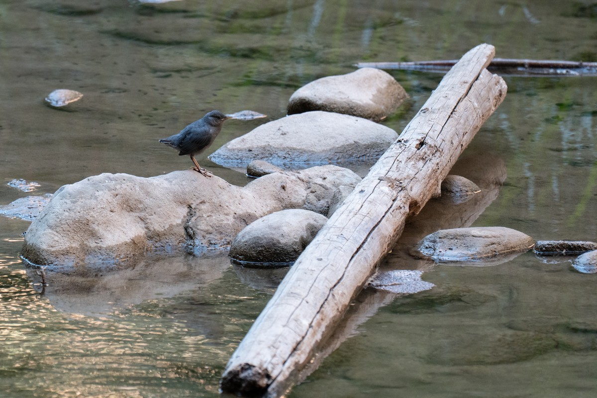 Grauwasseramsel - ML639849588