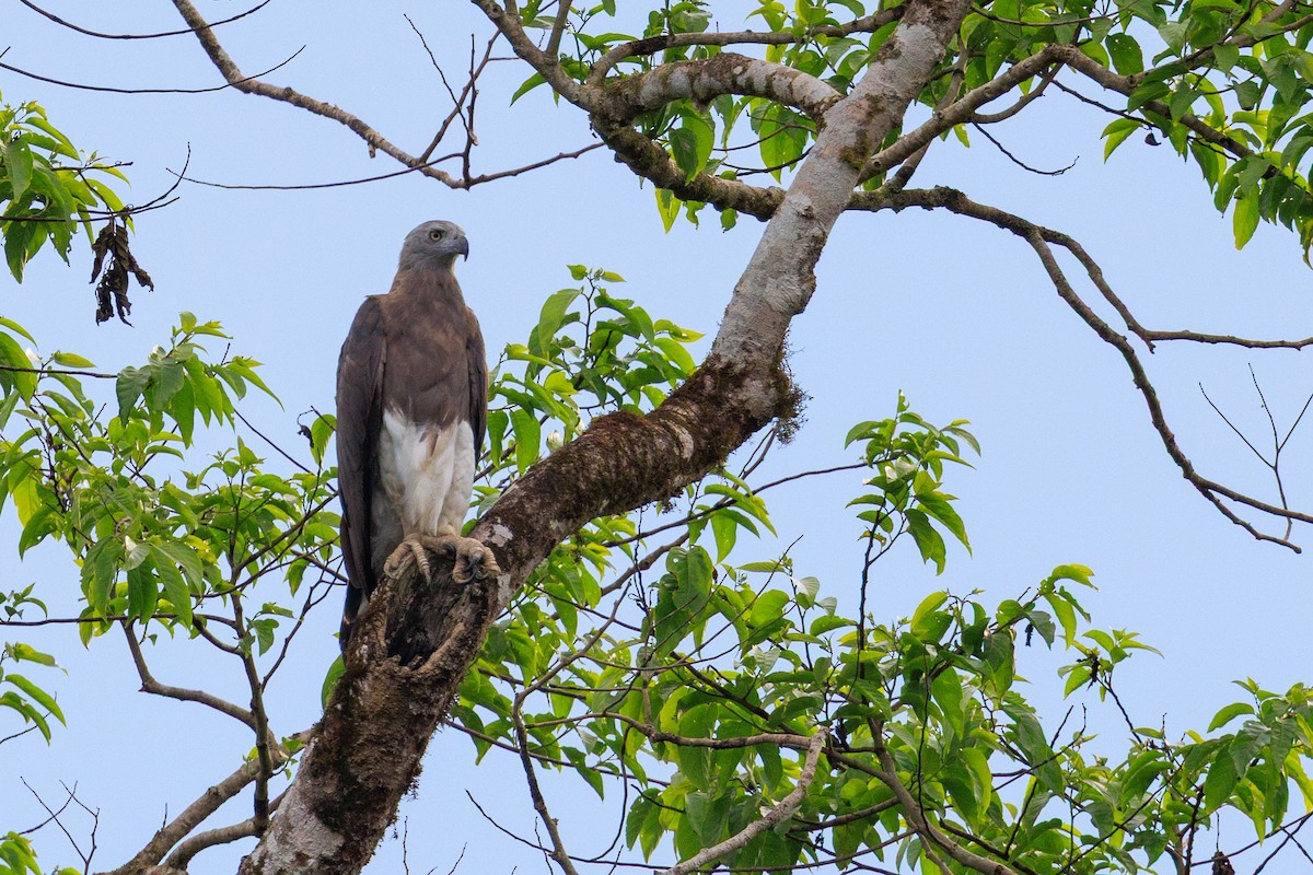 Gray-headed Fish-Eagle - ML639849602