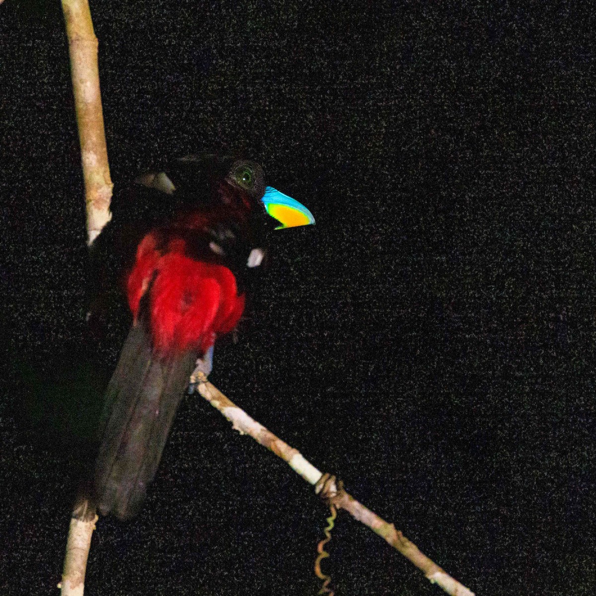 Black-and-red Broadbill - ML639849617