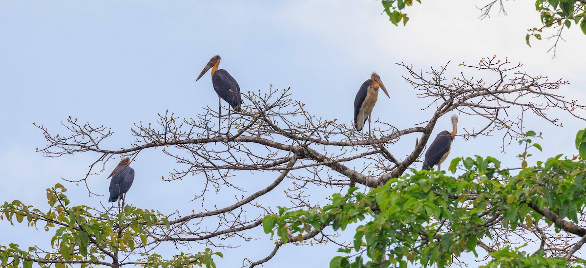 Lesser Adjutant - ML639849652
