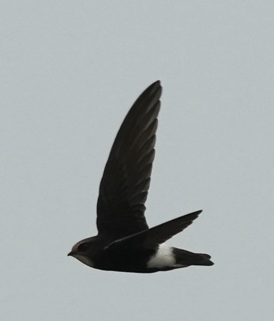 Little Swift - ML639849675