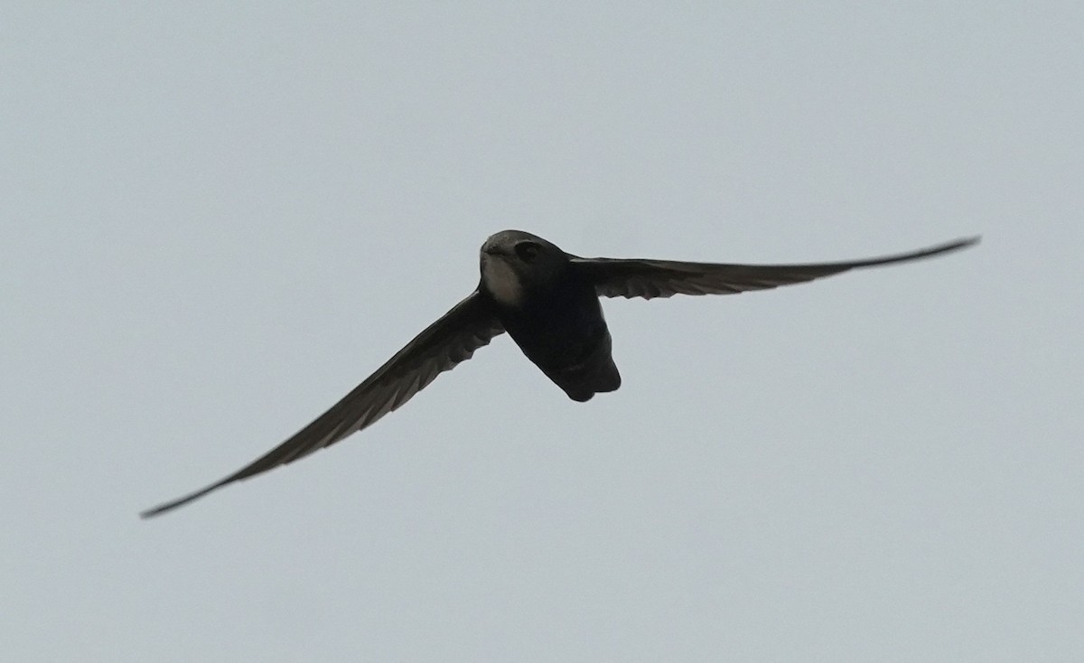 Little Swift - ML639849676