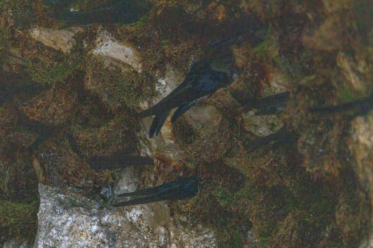 Plume-toed Swiftlet - ML639849688