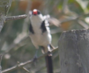Pin-tailed Whydah - ML639849704