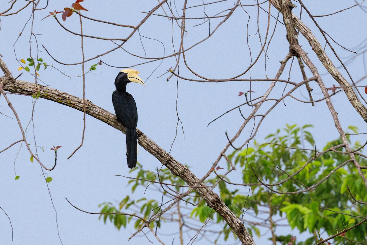 Black Hornbill - ML639849743