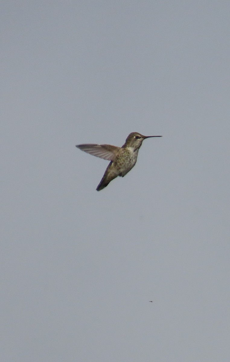 Anna's Hummingbird - ML639849759