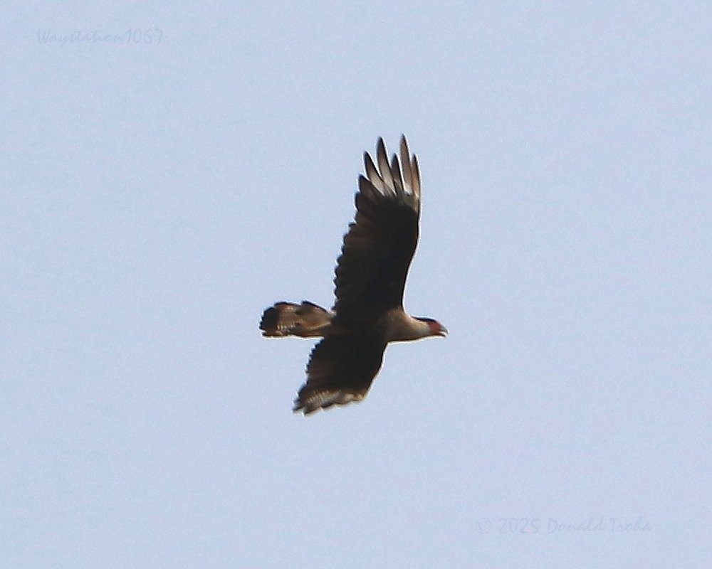 Caracara Carancho (norteño) - ML639849807