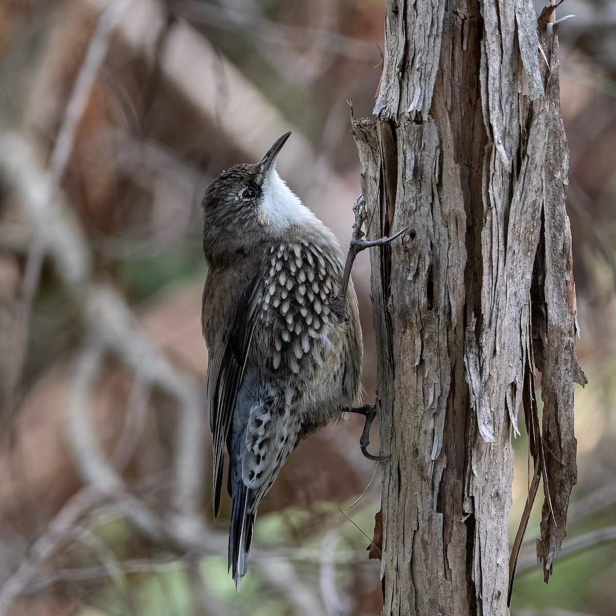 White-throated Treecreeper - ML639849831