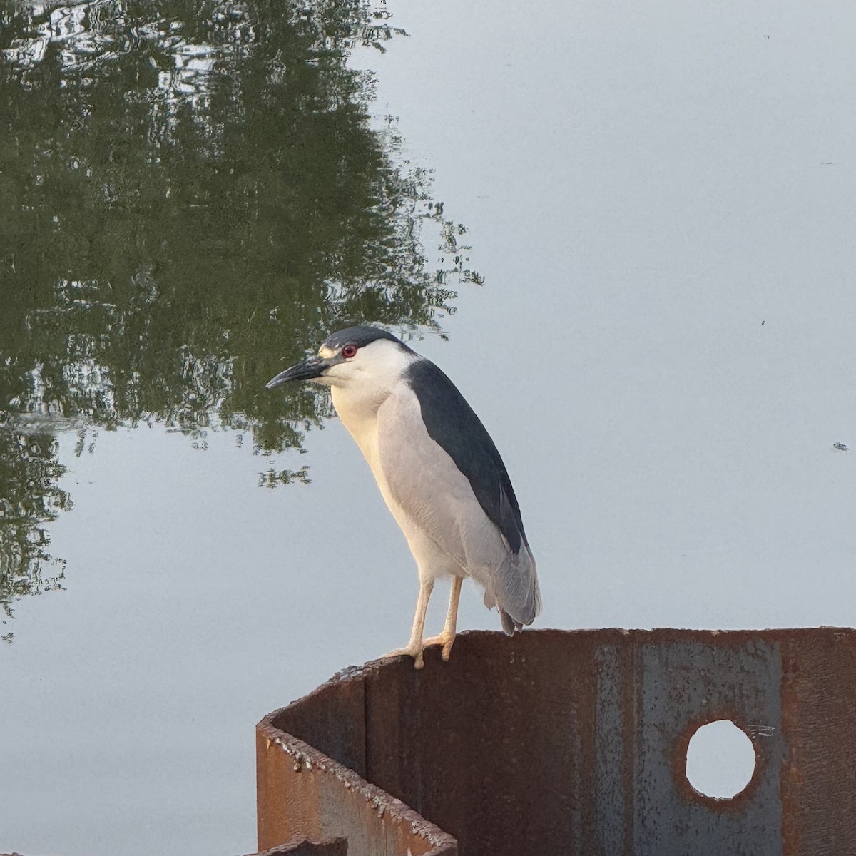 Black-crowned Night Heron - ML639849847