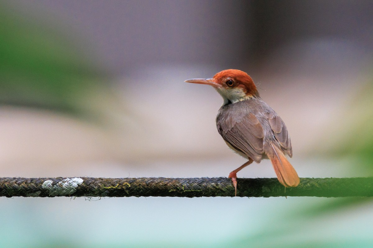 Rufous-tailed Tailorbird - ML639849863