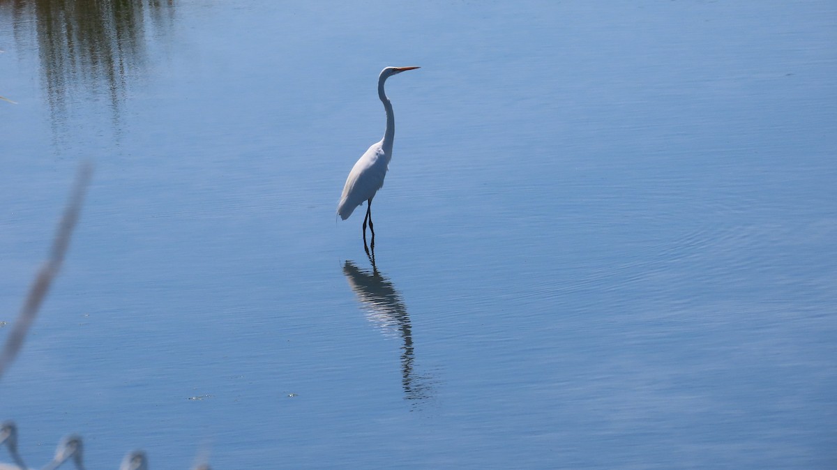 Great Egret - ML639849881