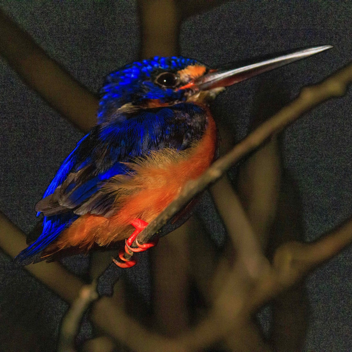 Blue-eared Kingfisher - ML639849911