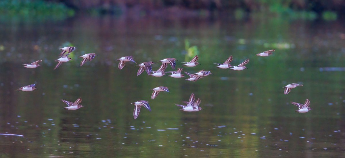 Common Sandpiper - ML639849934