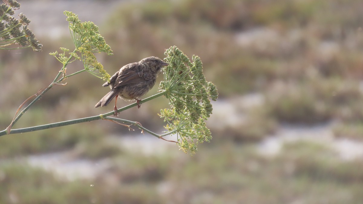 Song Sparrow - ML639849940