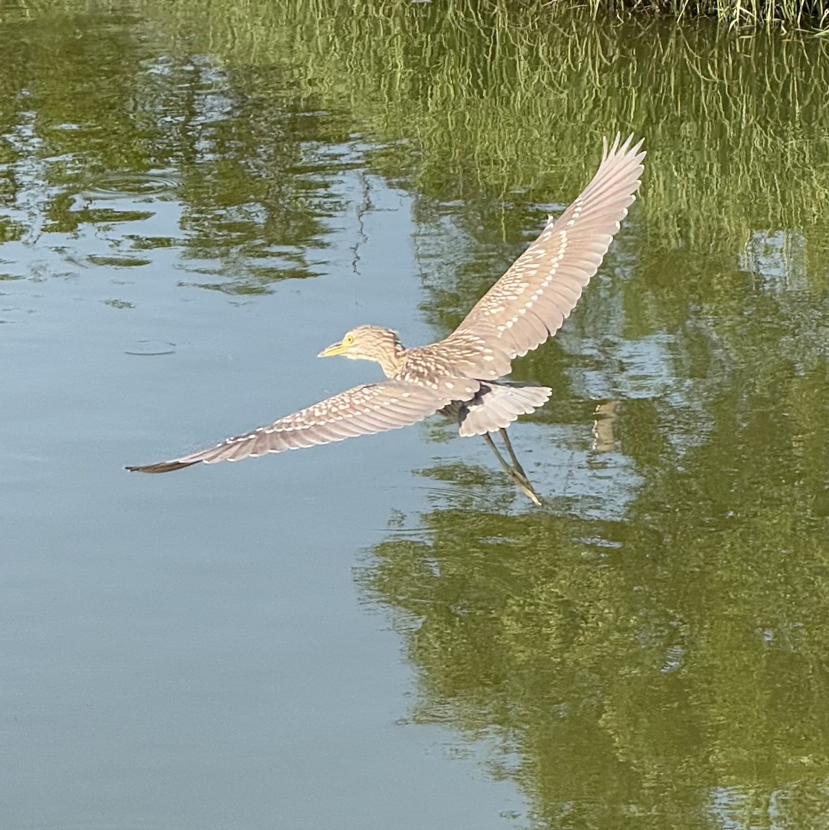 Black-crowned Night Heron - ML639849950
