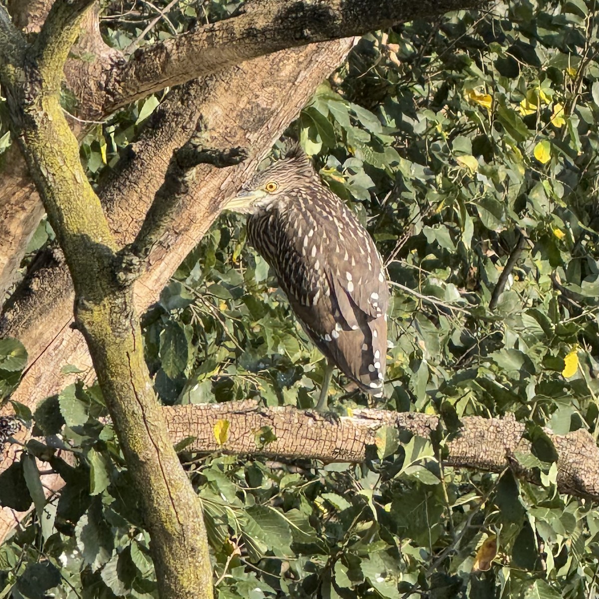 Black-crowned Night Heron - ML639849952