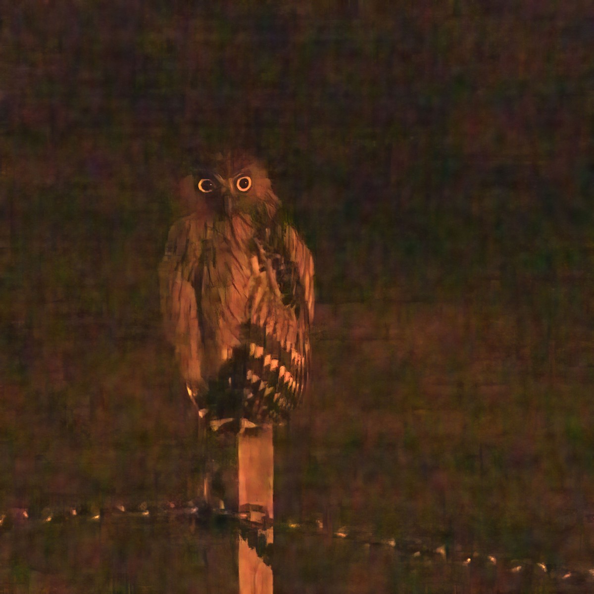 Buffy Fish-Owl - ML639850007