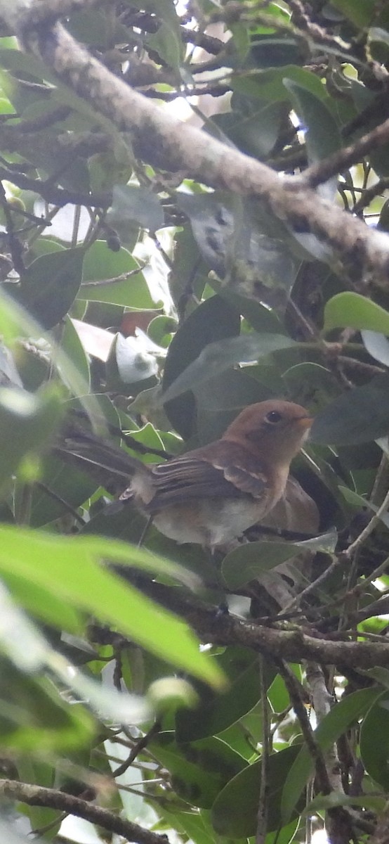 Oahu Elepaio - ML639850029