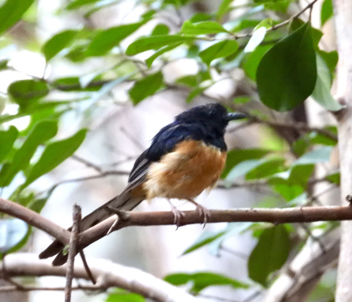 White-rumped Shama (White-rumped) - ML639850063