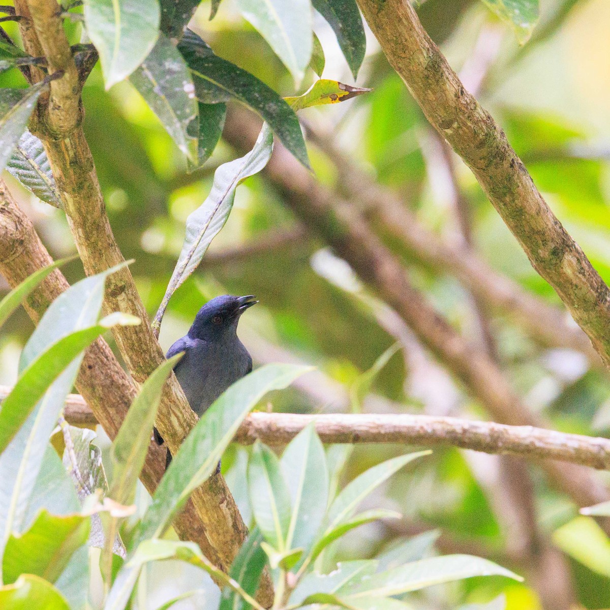 Lesser Cuckooshrike - ML639850114