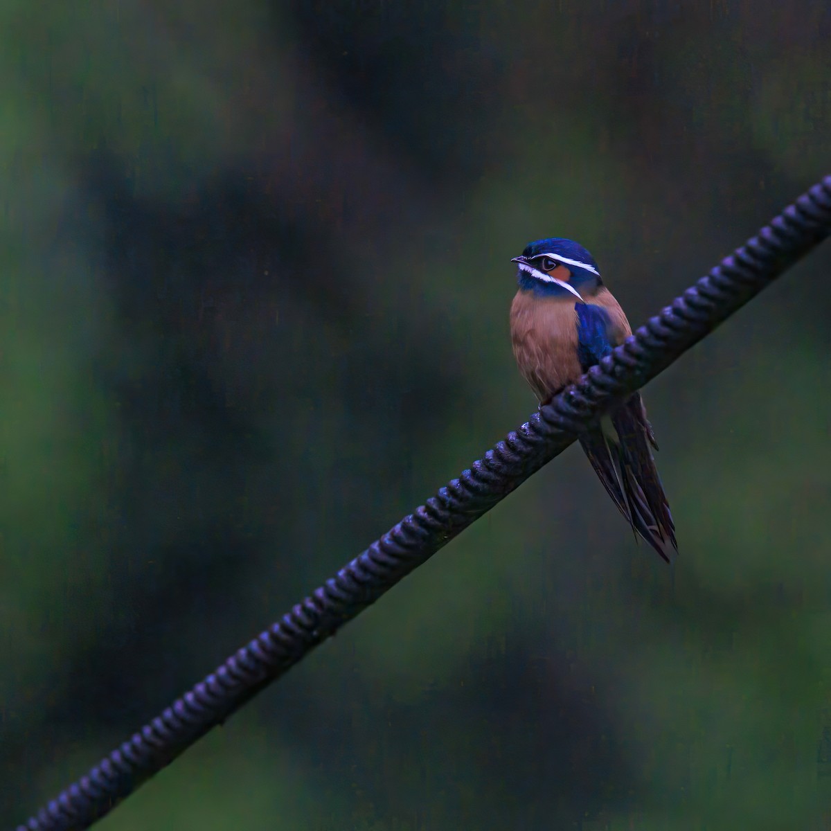Whiskered Treeswift - ML639850141