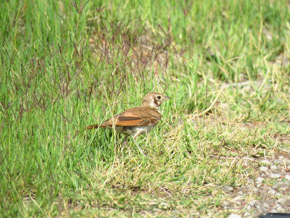 Dusky Lark - ML639850215
