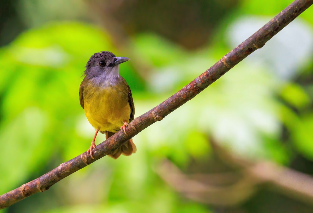 Yellow-bellied Bulbul - ML639850226
