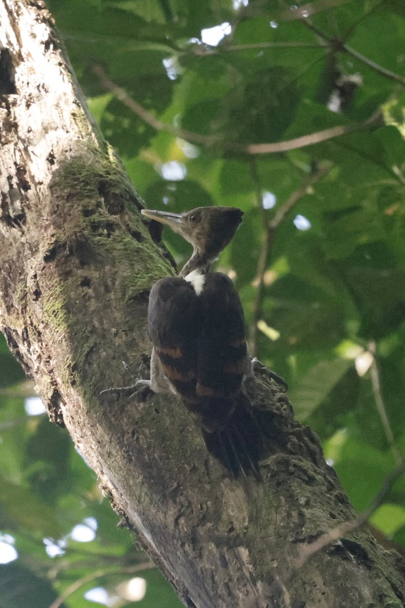 Orange-backed Woodpecker - ML639850251