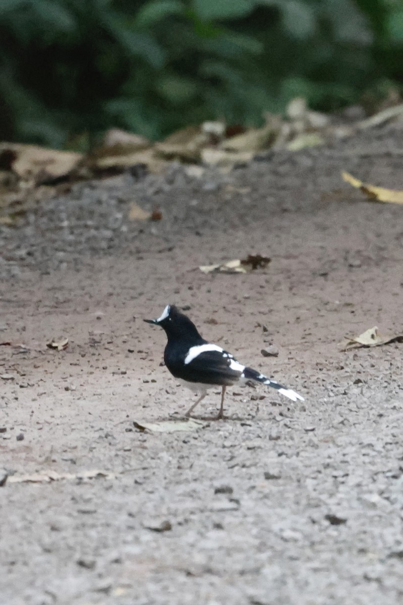 White-crowned Forktail - ML639850274